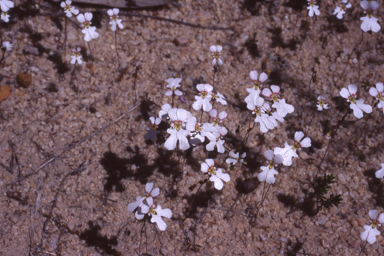 APII jpeg image of Stylidium edentatum  © contact APII