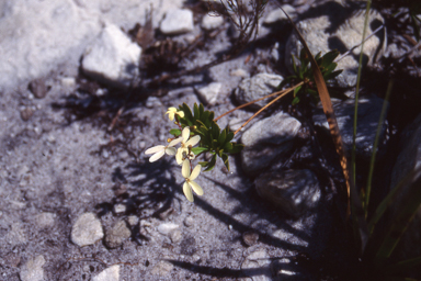 APII jpeg image of Stylidium galioides  © contact APII