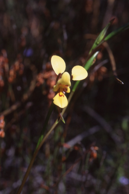 APII jpeg image of Diuris pauciflora  © contact APII