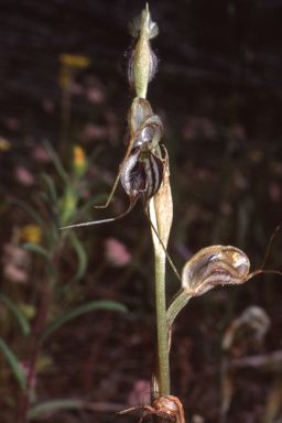 APII jpeg image of Pterostylis zebrina  © contact APII