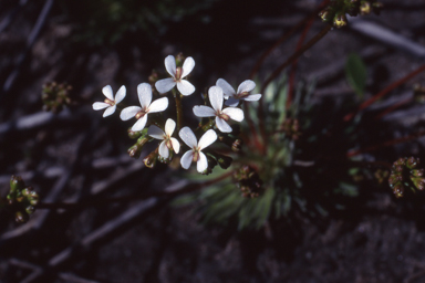 APII jpeg image of Stylidium corymbosum  © contact APII