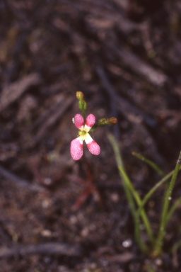 APII jpeg image of Stylidium roseonanum  © contact APII