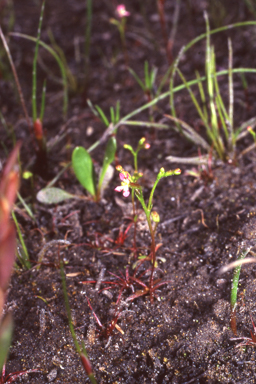 APII jpeg image of Stylidium roseonanum  © contact APII