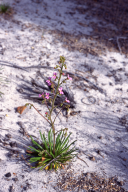 APII jpeg image of Stylidium turleyae  © contact APII