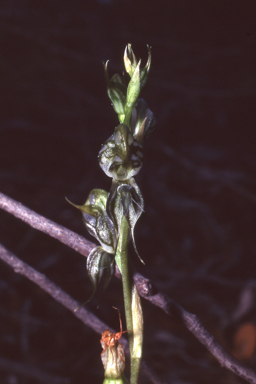 APII jpeg image of Pterostylis roensis  © contact APII