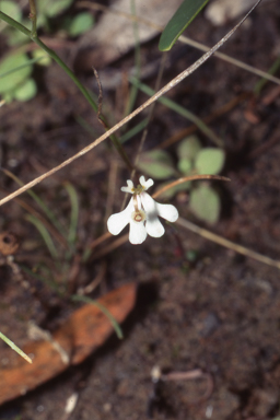 APII jpeg image of Stylidium capillare  © contact APII