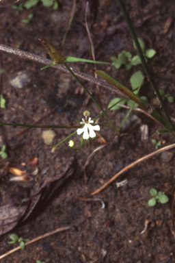 APII jpeg image of Stylidium capillare  © contact APII