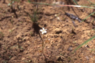 APII jpeg image of Drosera banksii  © contact APII