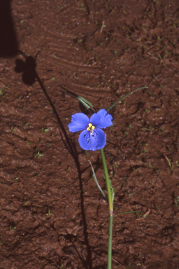 APII jpeg image of Commelina agrostophylla  © contact APII