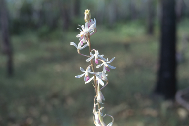 APII jpeg image of Dipodium stenocheilum  © contact APII