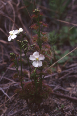 APII jpeg image of Drosera porrecta  © contact APII