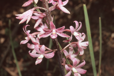 APII jpeg image of Dipodium roseum  © contact APII