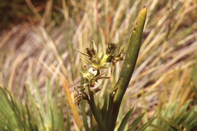 APII jpeg image of Prasophyllum tadgellianum  © contact APII