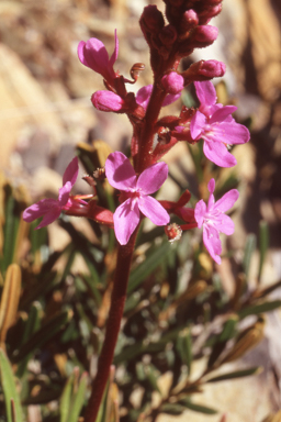 APII jpeg image of Stylidium armeria  © contact APII