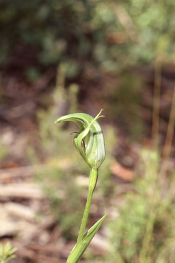 APII jpeg image of Pterostylis monticola  © contact APII