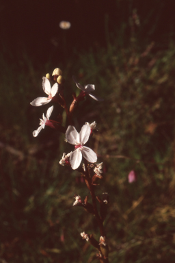 APII jpeg image of Stylidium armeria  © contact APII