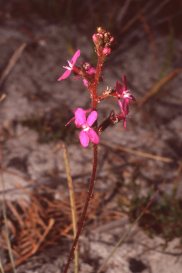 APII jpeg image of Stylidium armeria  © contact APII