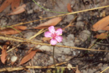 APII jpeg image of Drosera dilatatopetiolaris  © contact APII