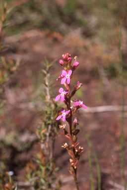 APII jpeg image of Stylidium graminifolium  © contact APII