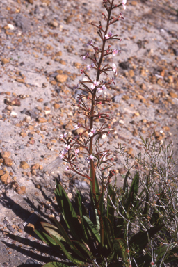 APII jpeg image of Stylidium crassifolium  © contact APII