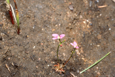 APII jpeg image of Stylidium roseoalatum  © contact APII