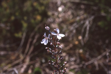 APII jpeg image of Stylidium tenue  © contact APII