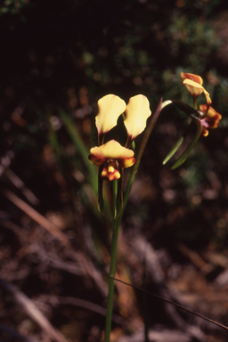 APII jpeg image of Diuris conspicillata  © contact APII