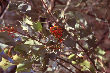 APII jpeg image of Grevillea wickhamii  © contact APII