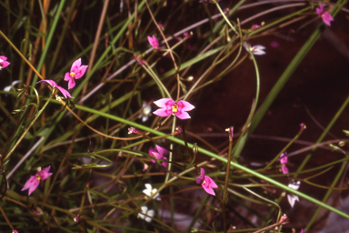 APII jpeg image of Stylidium fluminense  © contact APII