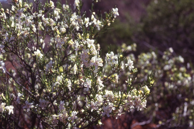 APII jpeg image of Prostanthera campbellii  © contact APII