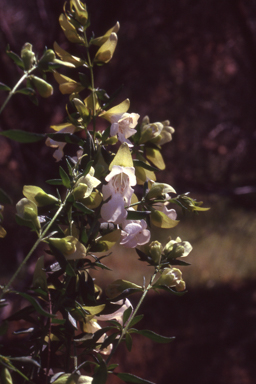 APII jpeg image of Prostanthera albiflora  © contact APII