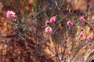 APII jpeg image of Melaleuca nematophylla  © contact APII