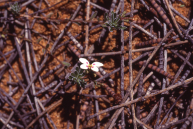 APII jpeg image of Stylidium induratum  © contact APII