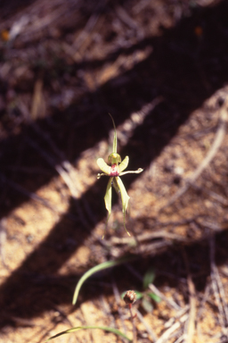 APII jpeg image of Caladenia doutchiae  © contact APII