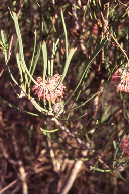 APII jpeg image of Isopogon scabriusculus subsp. scabriusculus  © contact APII