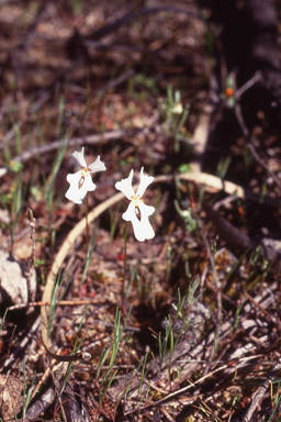 APII jpeg image of Stylidium androsaceum  © contact APII