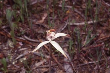 APII jpeg image of Caladenia hirta  © contact APII