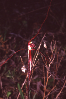 APII jpeg image of Caladenia filifera  © contact APII