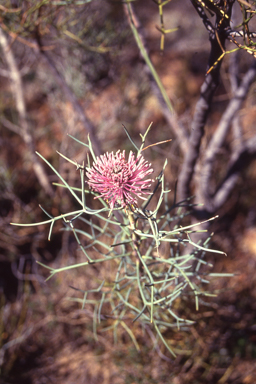 APII jpeg image of Isopogon divergens  © contact APII