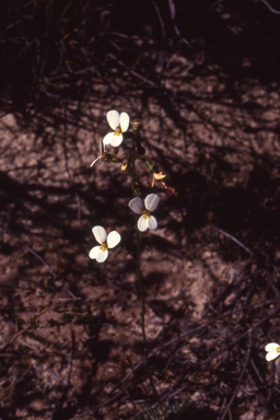 APII jpeg image of Stylidium piliferum subsp. minor  © contact APII