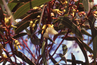 APII jpeg image of Eucalyptus flocktoniae  © contact APII