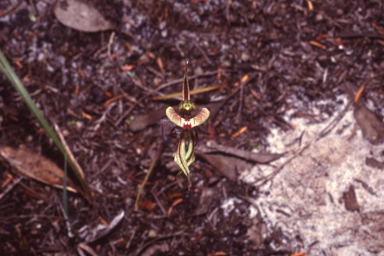 APII jpeg image of Caladenia brevisura  © contact APII