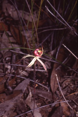 APII jpeg image of Caladenia x lavandulacea  © contact APII