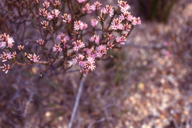 APII jpeg image of Andersonia parvifolia  © contact APII