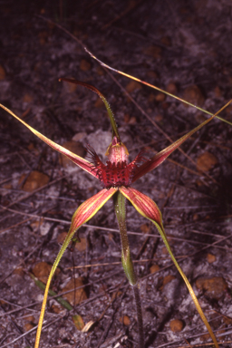 APII jpeg image of Caladenia decora  © contact APII