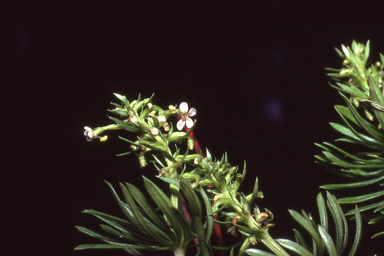 APII jpeg image of Stylidium adnatum  © contact APII