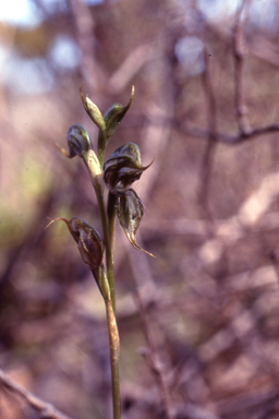 APII jpeg image of Pterostylis roensis  © contact APII