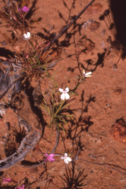 APII jpeg image of Stylidium adenophorum  © contact APII