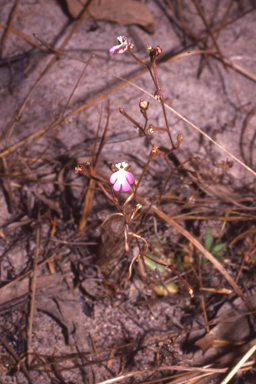 APII jpeg image of Stylidium schizanthum  © contact APII