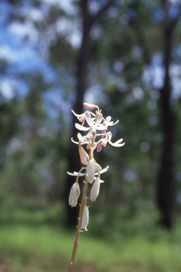 APII jpeg image of Dipodium stenocheilum  © contact APII